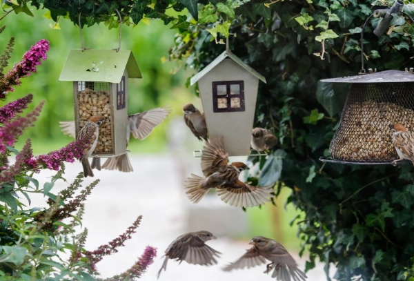 how to attract birds how to attract birds