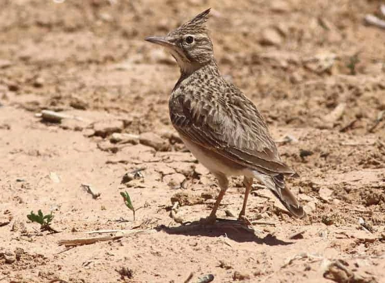 birdwatching Middle East