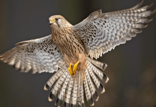 birds of the Middle East