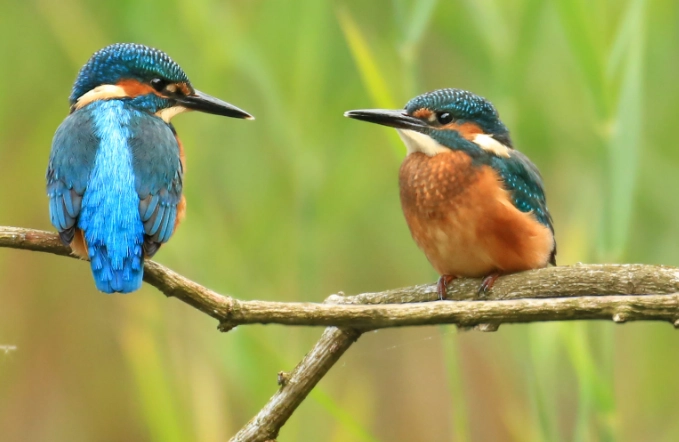 kingfisher identification