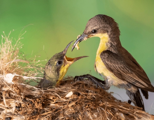 best bird feeders best bird feeders