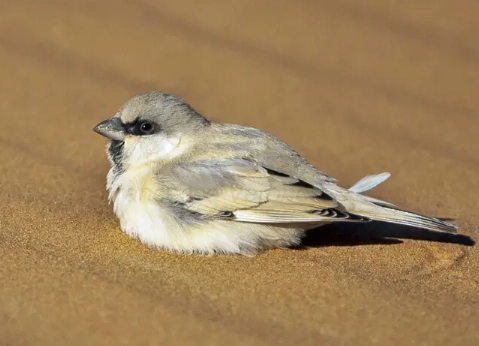 birdwatching Middle East