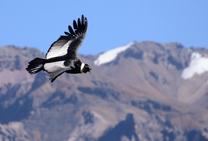 andean birds
