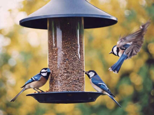 bird feeding guide bird feeding guide