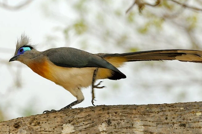 Madagascar birding guide