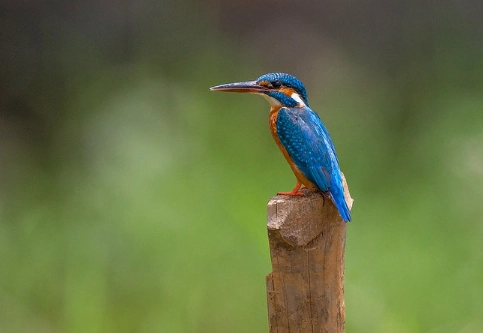 kingfisher identification