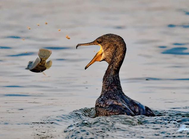 how to attract birds how to attract birds