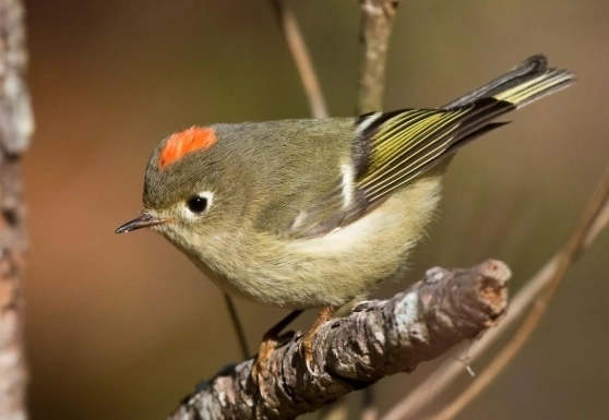 ruby-crowned kinglet vs golden-crowned kinglet