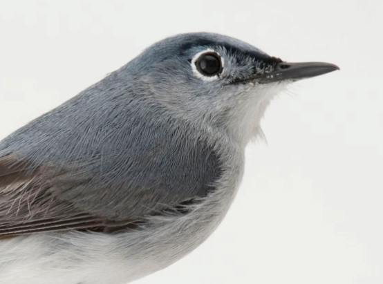 blue-gray gnatcatcher range map