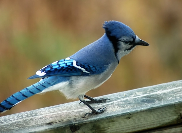 bluejay habitat