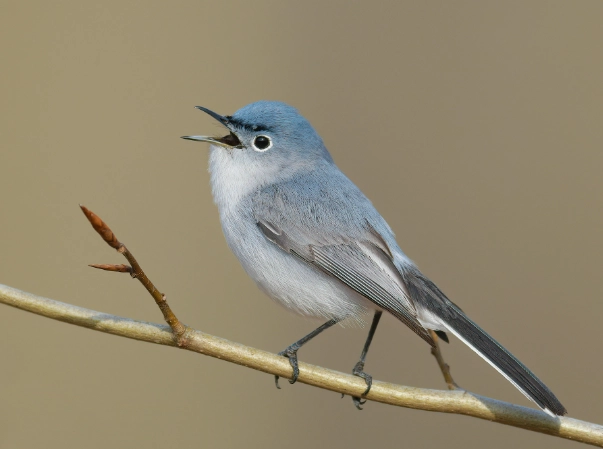 blue-gray gnatcatcher call