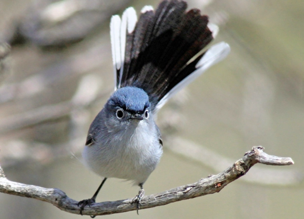 blue-gray gnatcatcher identification