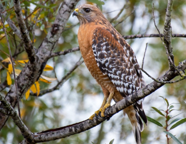 red-shouldered hawk call