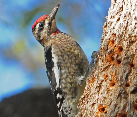 yellow bellied sapsucker facts