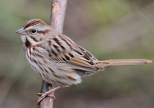 Song Sparrow song