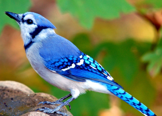 bluejay habitat