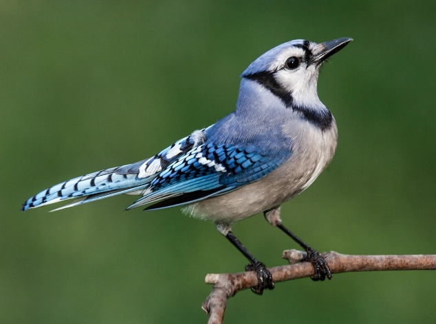 bluejay identification