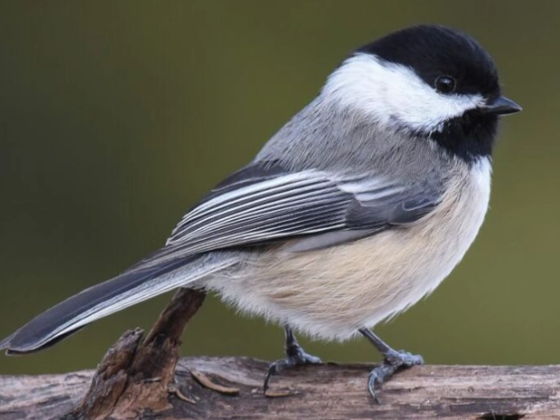 attract chickadees