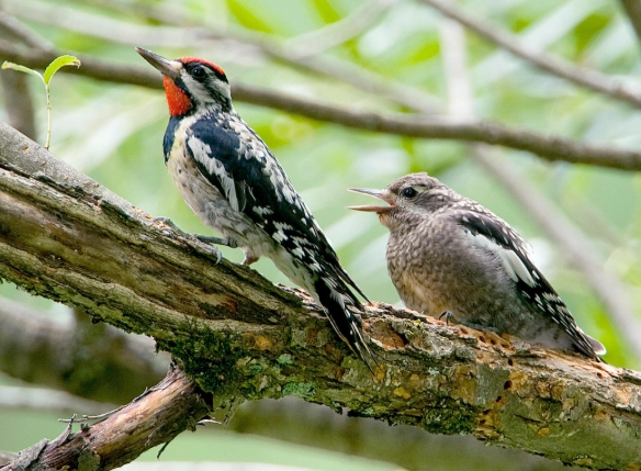 yellow bellied sapsucker identification