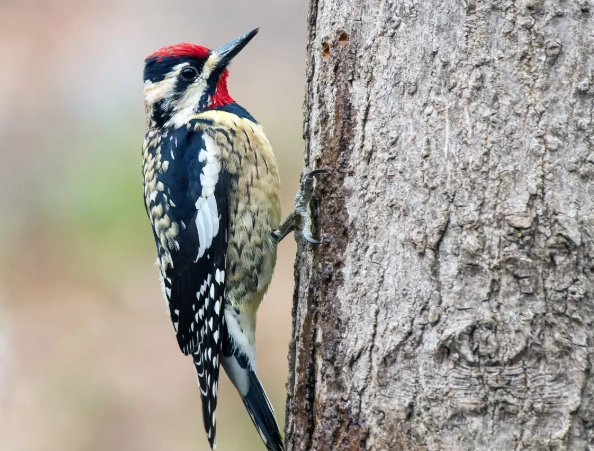 yellow bellied sapsucker identification