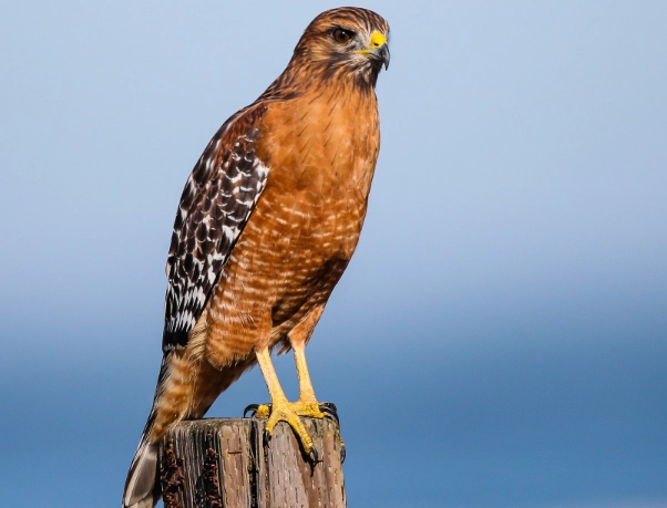 red-shouldered hawk identification