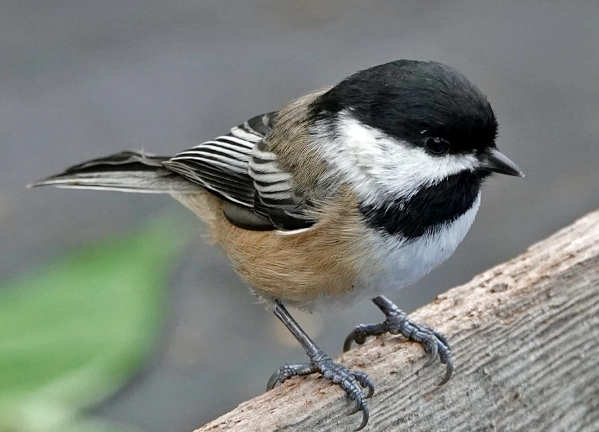 attract chickadees