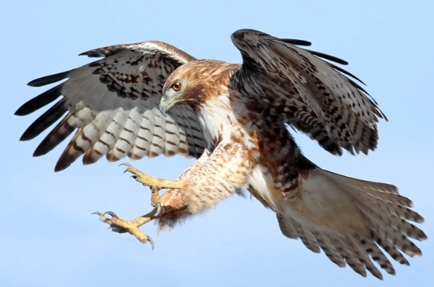 hawk identification tips