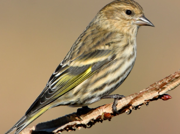attract pine siskins