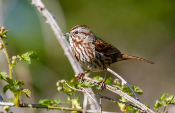 Song Sparrow identification