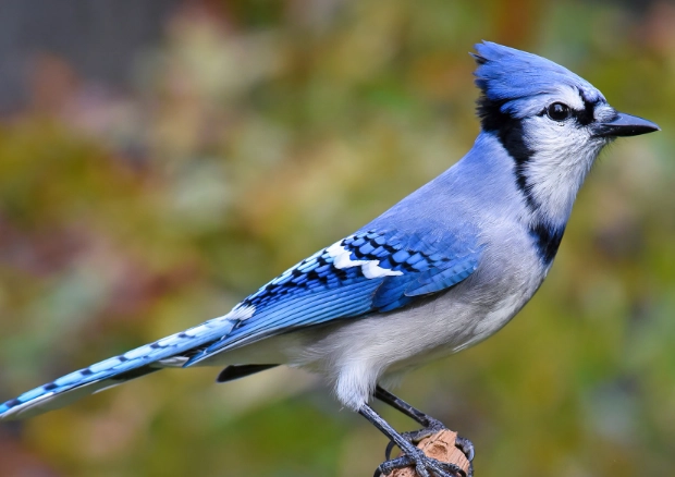 attract bluejays