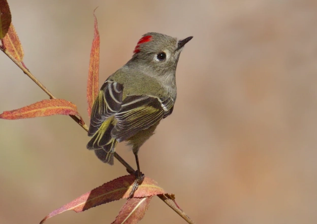 ruby-crowned kinglet call