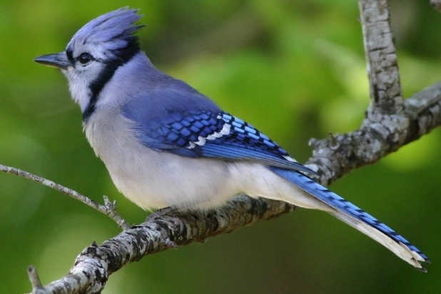 bluejay habitat
