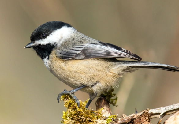 chickadee identification