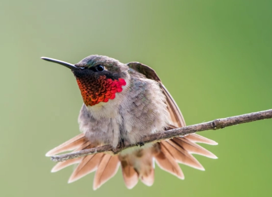 hummingbird migration
