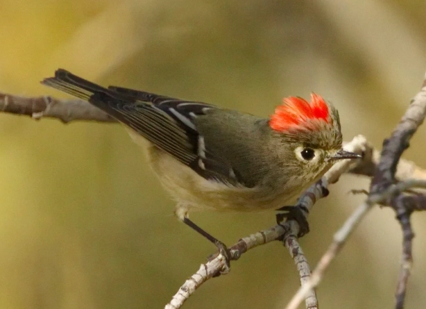 ruby-crowned kinglet call