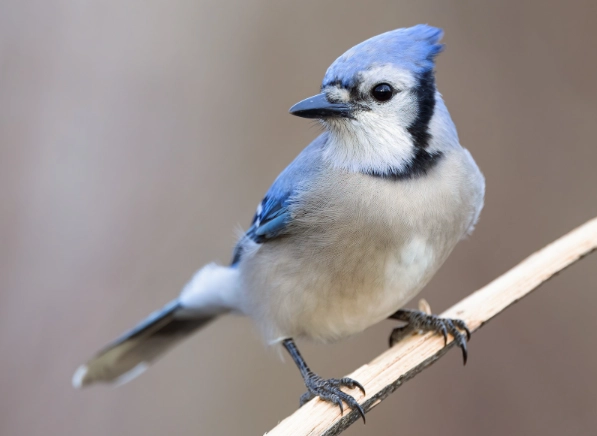 attract bluejays