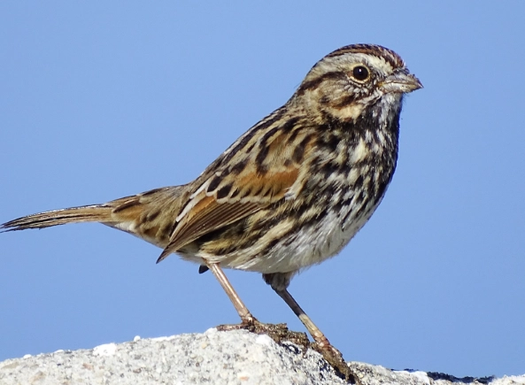 Song Sparrow song