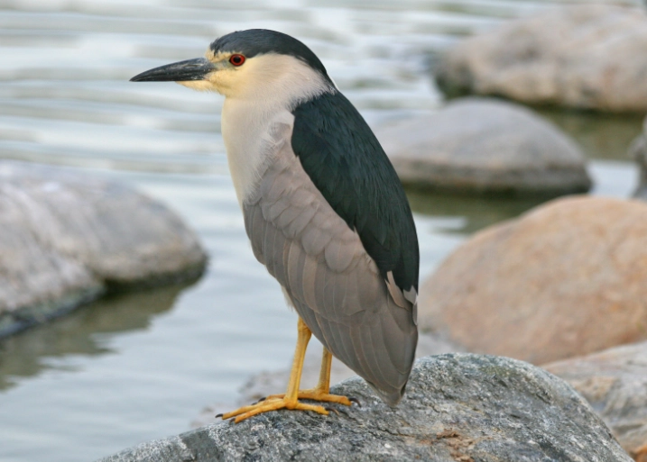 heron identification guide