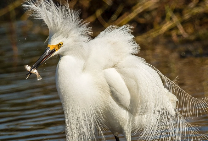egret identification egret identification