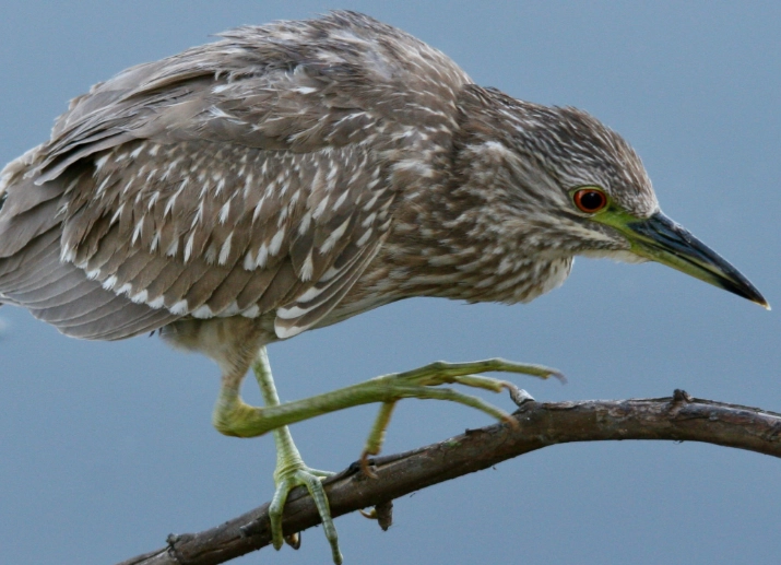 heron identification guide