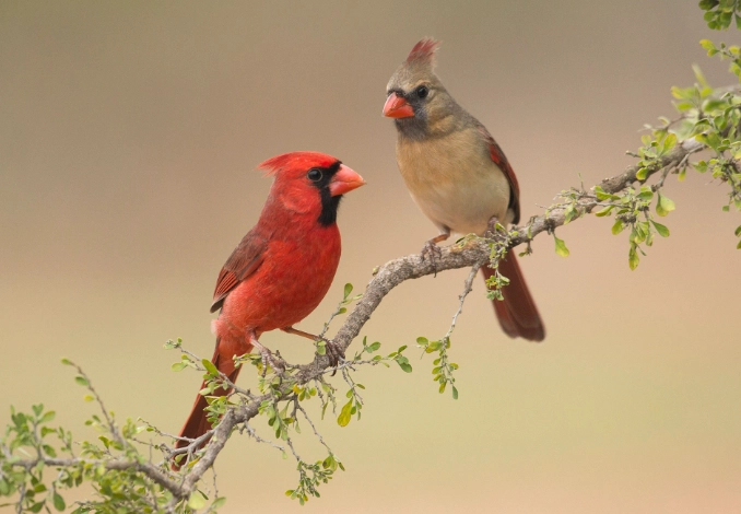 northern cardinal facts