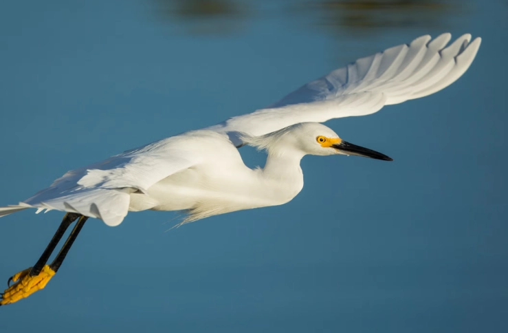 egret identification egret identification
