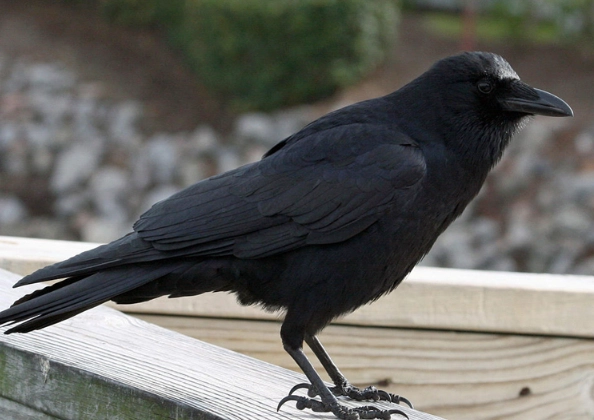 american crow identification