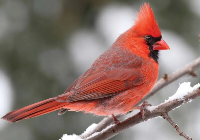 how to attract cardinals