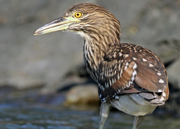 nocturnal bird watching
