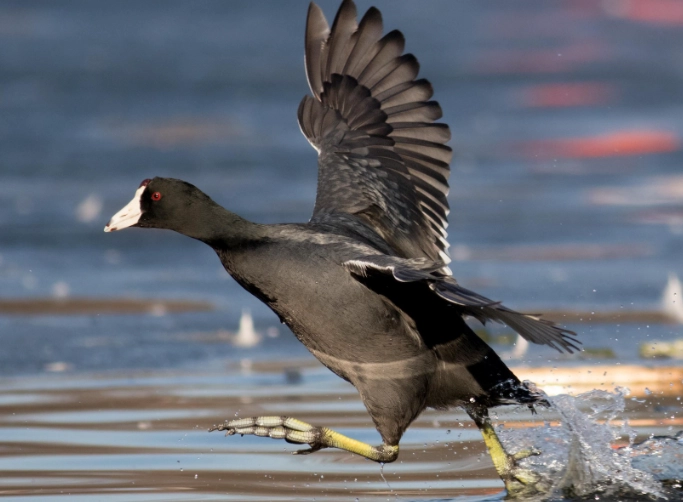 coot vs moorhen