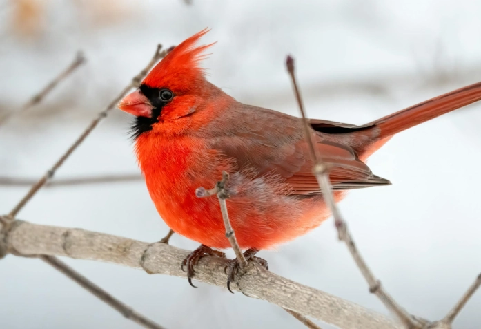 northern cardinal facts