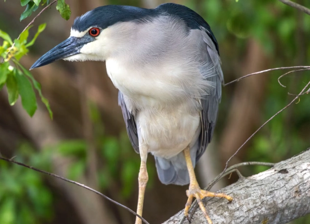 nocturnal bird watching