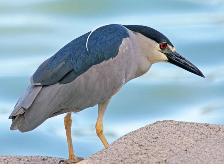 where to see night herons