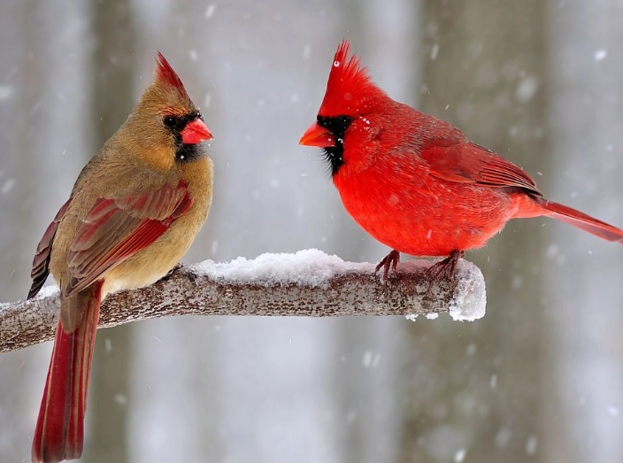 how to attract cardinals